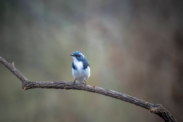 Ultramarine Flycatcher, Ficedula superciliaris