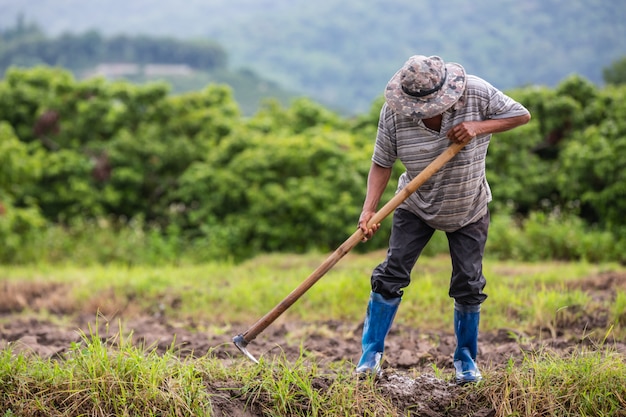 Um agricultor que está usando uma pá para cavar o solo em seus campos de arroz.