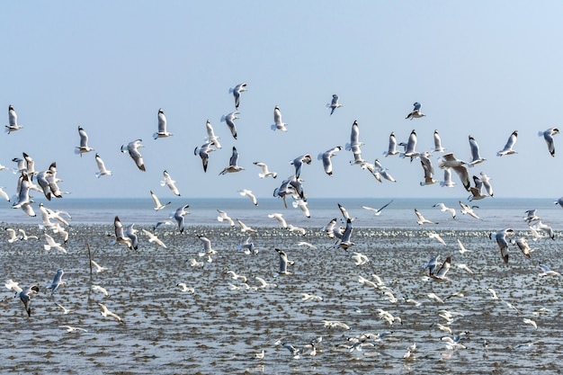 Um bando de gaivotas voando sobre o mar