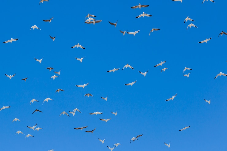 Foto grátis um bando de pássaros a voar