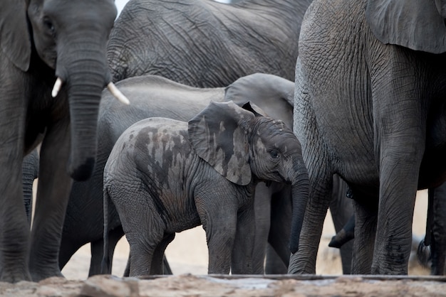 Um bebê elefante caminhando em manada