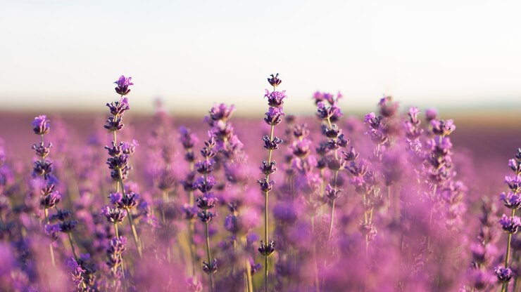 Foto grátis um belo fundo de campo de lavanda.