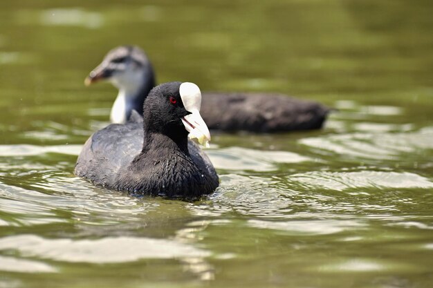 Um belo pato selvagem preto flutuando na superfície de uma lagoa Fulica atra Fulica anterior