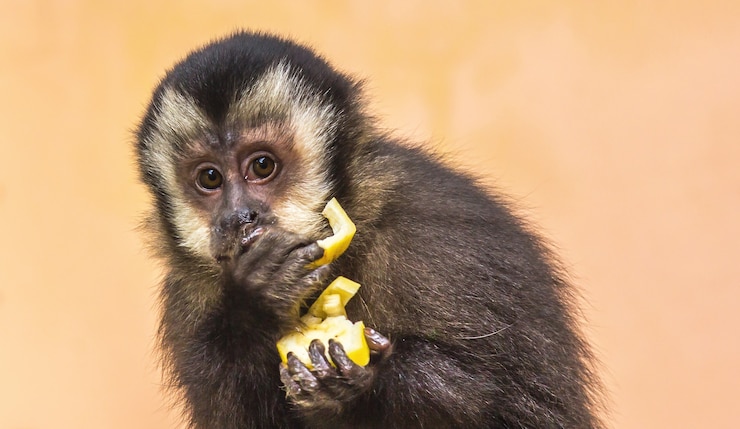 Foto grátis um bonito macaco capuchinho jovem a comer uma fruta amarela e a olhar para o lado.