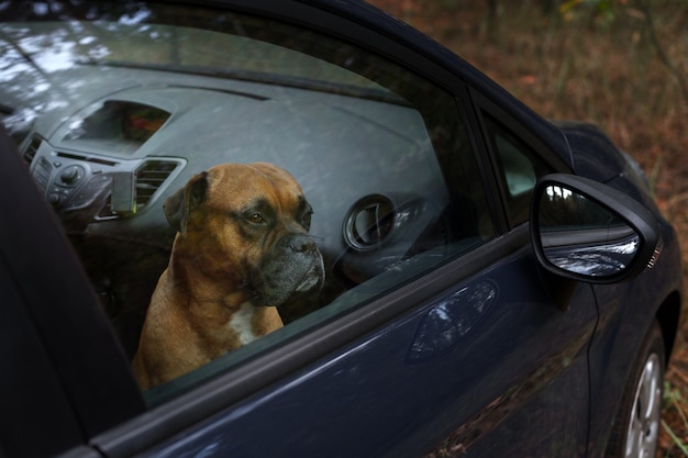 Um cachorro marrom em um carro fechado olha pela janela. proteção animal Foto Premium