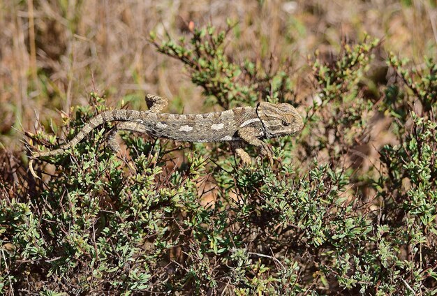 Um camaleão mediterrâneo aquecendo-se e caminhando na vegetação de garigue em Malta.