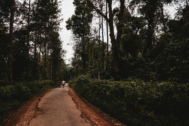 Foto grátis um caminho através de um jardim verde