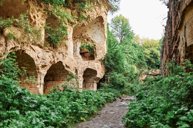 Um caminho coberto de plantas que ninguém caminha