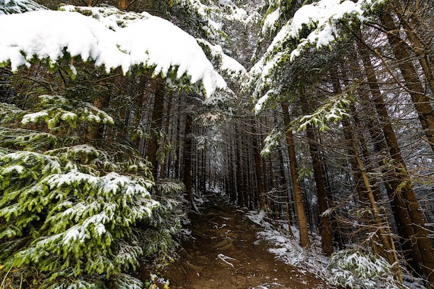 Um caminho entre árvores perenes em uma floresta nevada leva até as montanhas dos cárpatos