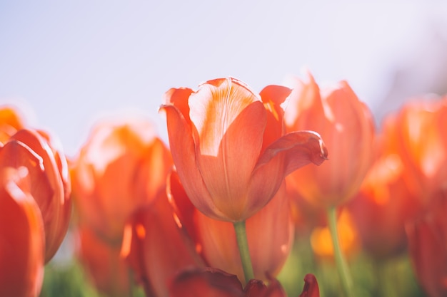 Um campo de tulipas laranja flamejantes sob os raios da luz do dia de verão