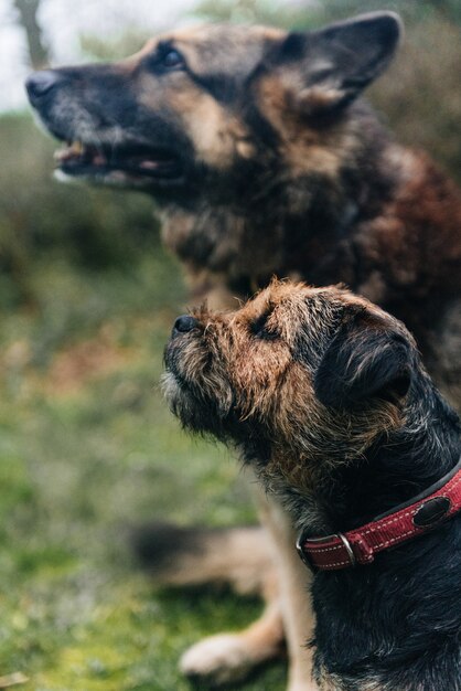 Um cão border terrier fofo e um pastor alemão sentado na grama