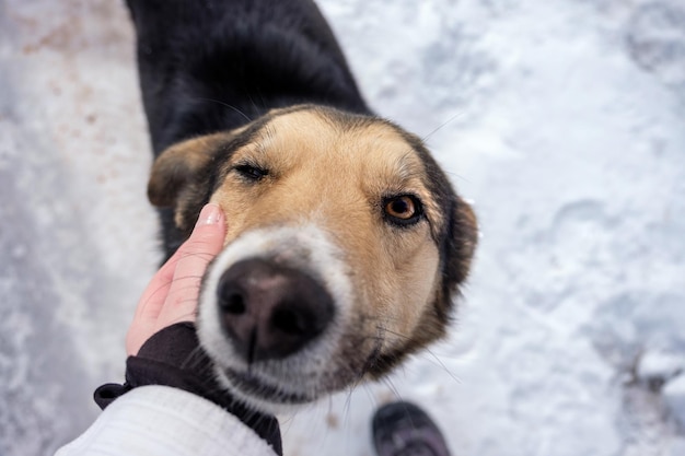 Um cão marrom e preto vadio sendo acariciado por um caminhante de jaqueta branca e preta em um dia de neve