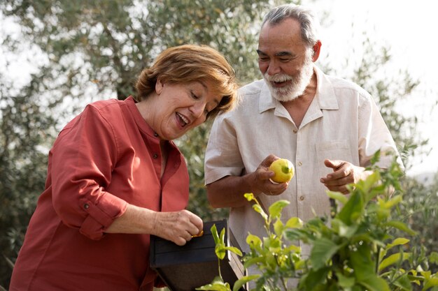 Um casal idoso colhendo legumes no jardim de sua casa no campo