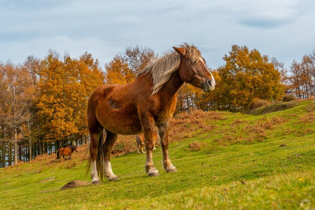 Um cavalo em liberdade no monte erlaitz, na cidade de irun, gipuzkoa. país basco