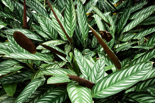 Um close de folhas verdes tropicais