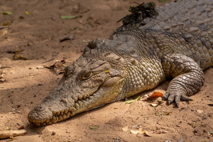 Foto grátis um close de um enorme crocodilo castanho rastejando no chão