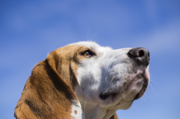 Um close-up de cachorro marrom e branco com orelhas compridas tipo harrier