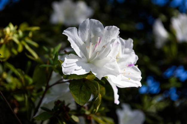 Um close up de flor branca