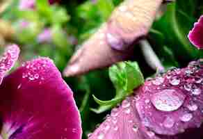 Foto grátis um close-up de flores roxas com gotas de água sobre eles