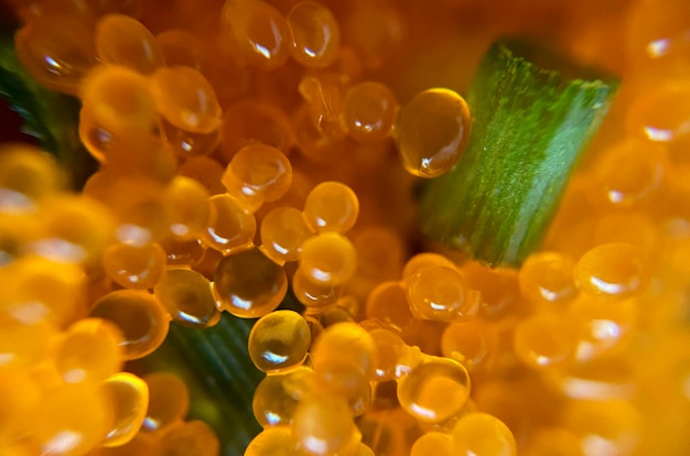 Um close-up de sushi tobiko