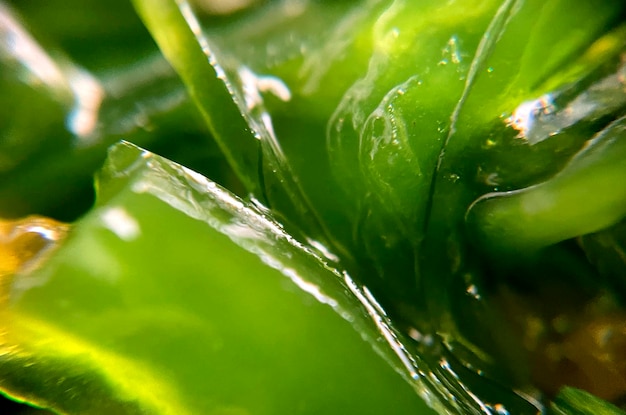 Um close-up de sushi wakame