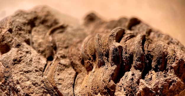 Um close-up de um fóssil em um tronco de árvore