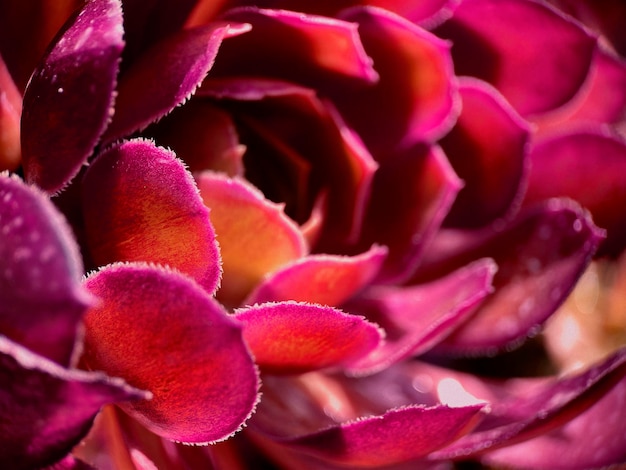 Um close-up de uma flor roxa com um centro amarelo.