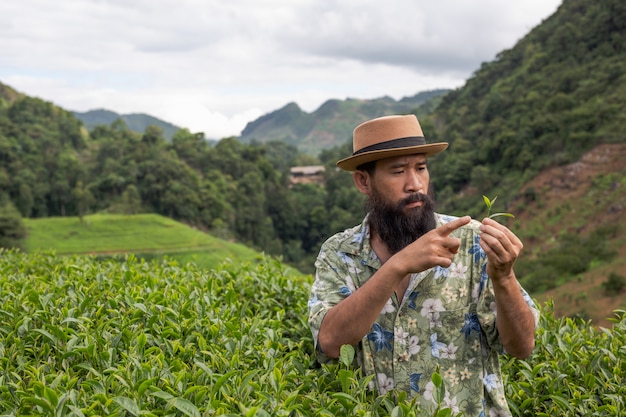 Um fazendeiro masculino com uma barba verifica o chá na exploração agrícola.