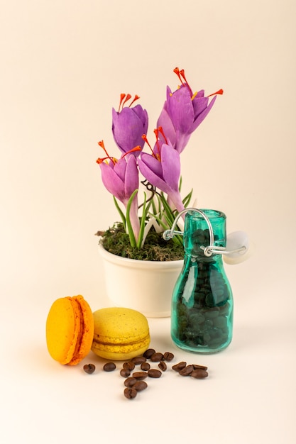 Um frasco com vista frontal com macarons franceses de café e planta roxa na superfície rosa