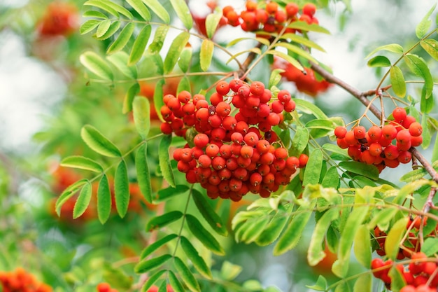 Um galho de uma árvore rowan com suculentas frutas vermelhas em um fundo de folhagem verde