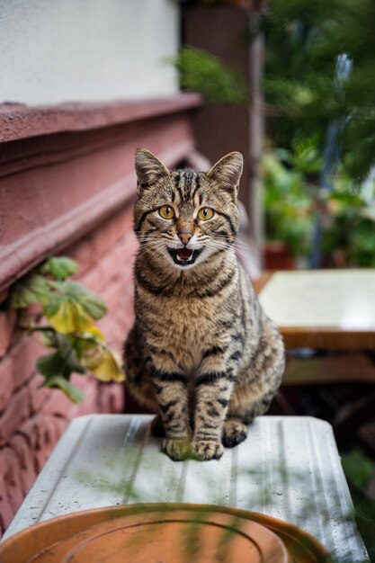 Um gato de rua em Istambul Turquia