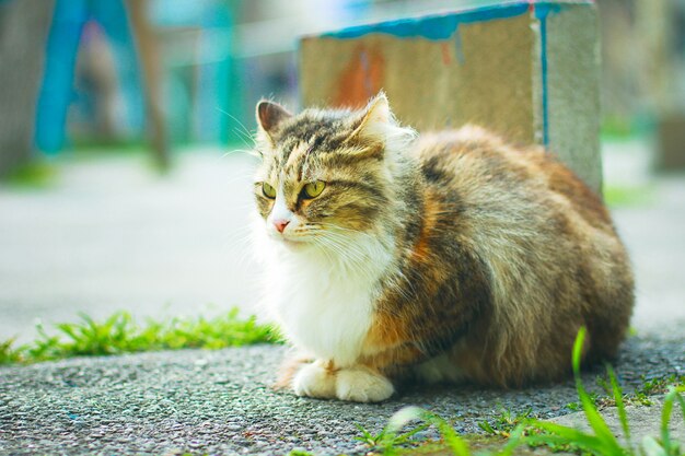 Um gato doméstico fofo fofo marrom branco cinzento ao ar livre ou parque