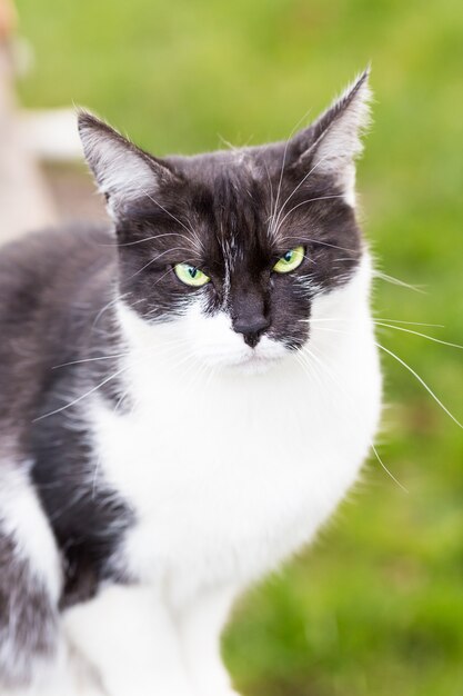 um gato preto e branco em foco suave sentado no parque