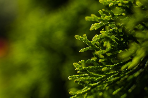 Um grande arbusto verde cresce no jardim, imagine com foco em um pequeno galho