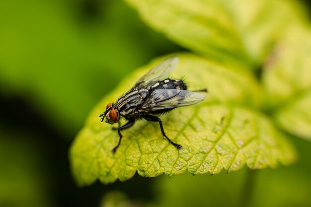 Um grande arbusto verde cresce perto das árvores, imagine com foco em um pequeno galho com uma mosca nele