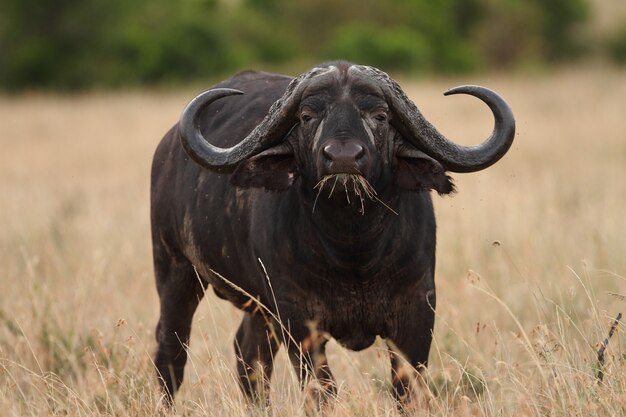 Um grande búfalo preto nos campos cobertos de grama alta capturado nas selvas africanas