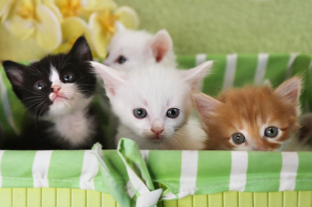 Um grupo de gatinhos em uma caixa verde