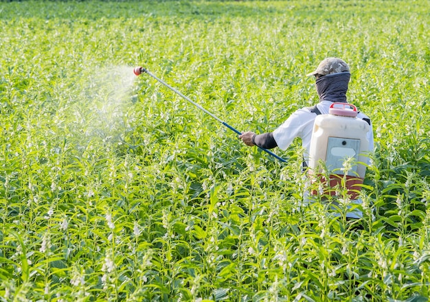 Um jovem agricultor pulverizando pesticidas (produtos químicos agrícolas) em seu próprio campo de gergelim