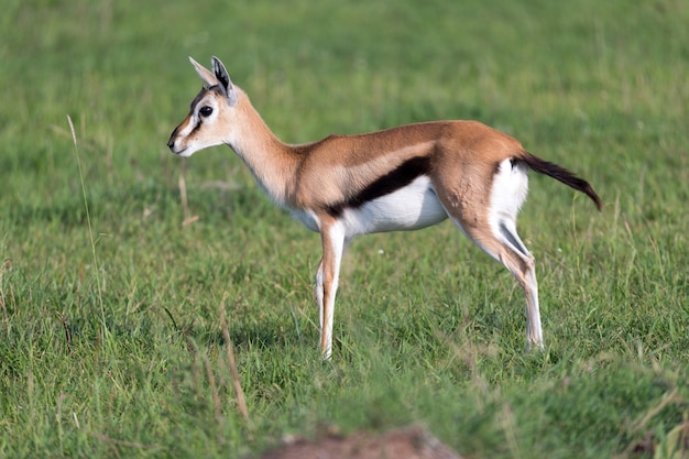 Um jovem thomson gazelle na paisagem de grama do quênia