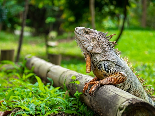 Foto grátis um lagarto em pé na madeira no jardim