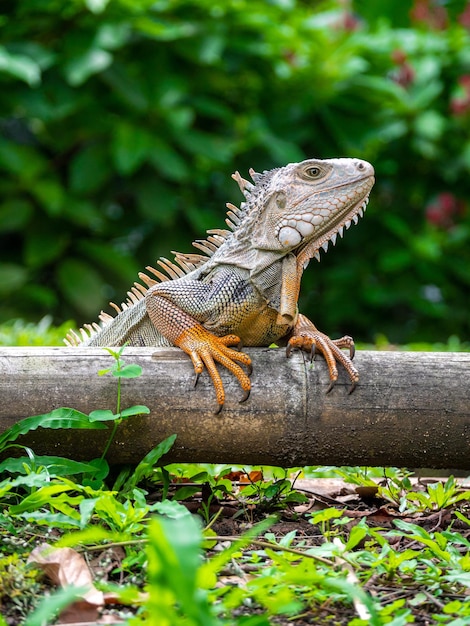 Foto grátis um lagarto em pé na madeira no jardim