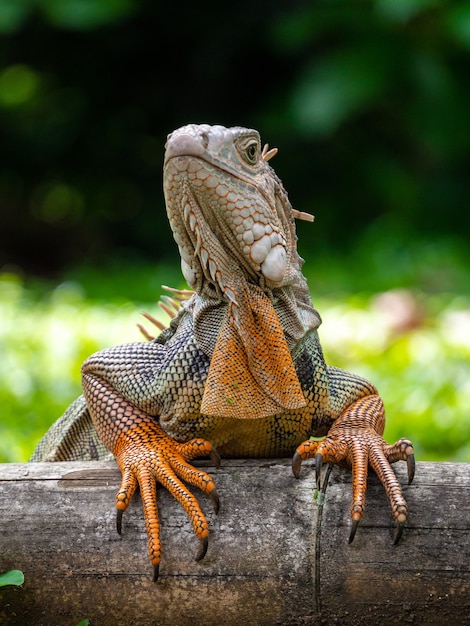 Um lagarto parado na madeira no jardim