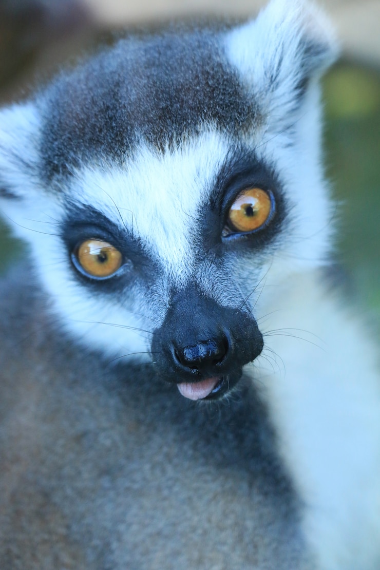 Foto grátis um lêmure fofo
