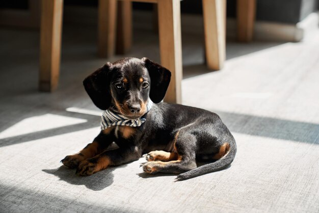 Um lindo cachorrinho de dachshund deitado no chão usando um xale olhando para baixo