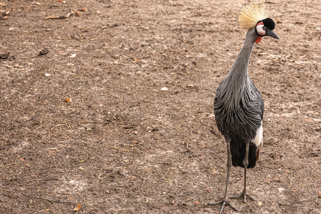 Foto grátis um lindo pavão com uma cauda escondida fica no chão