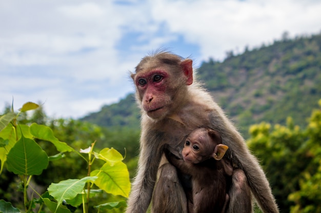 Um macaco e seu bebê