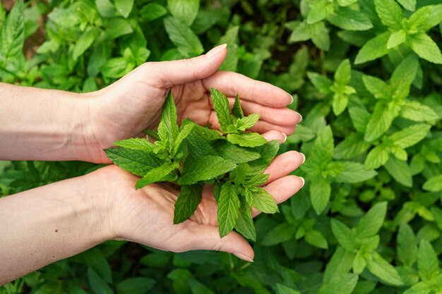 Um monte de hortelã fresca em mãos femininas