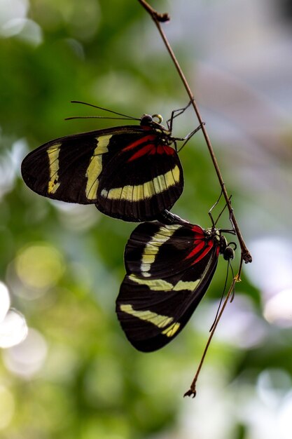 Um par de borboletas