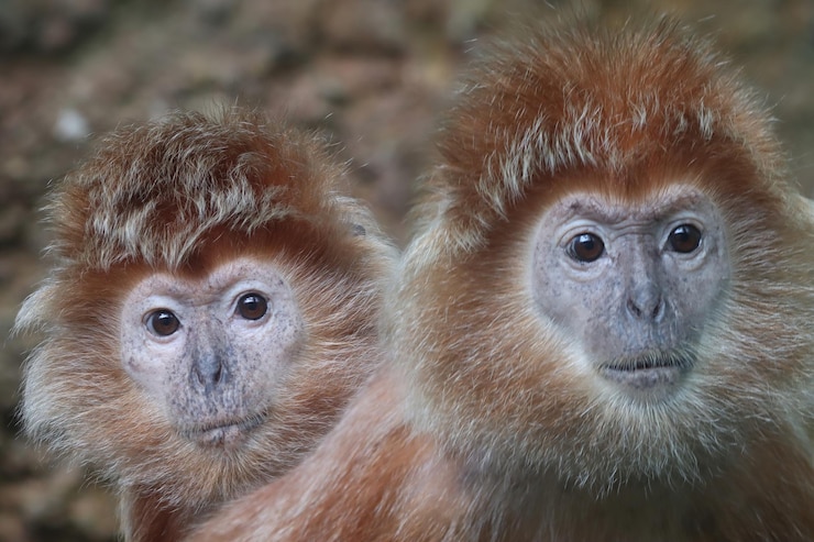 Foto grátis um par de langur closeup família françois langur