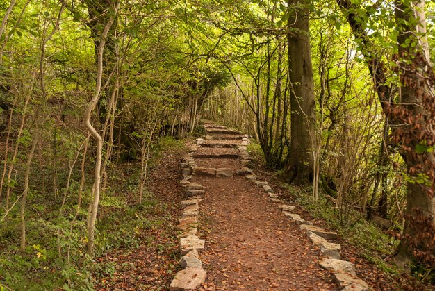 Um passeio na floresta - vale Wye